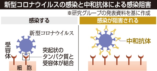 スーパー中和抗体