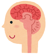 脳のイメージ